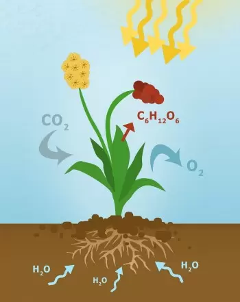 Photosynthese: Prozess, Funktion, Bedeutung und Formel